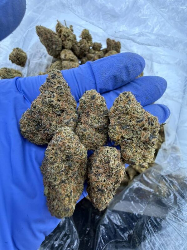 Gorilla Cake strain